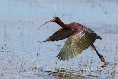 Flying-Bird;Ibis;Photography;Plegadis-chilhi;White-faced-Ibis;action;active;alof
